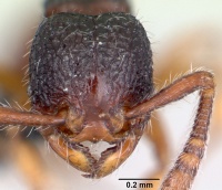 Myrmecina guangxiensis casent0070290 head 1.jpg