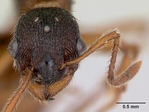 Myrmica rubra casent0172707 head 1.jpg