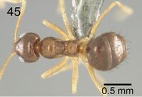 Nylanderia metacista F45.jpg