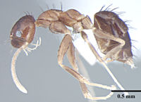 Nylanderia smythiesii p.jpg