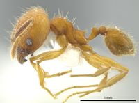 Pheidole dasypyx jtlc000016358 p 1 high.jpg