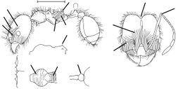 Pheidole kugleri Wilson 2003.jpg