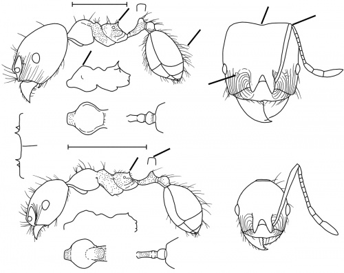 Pheidole laevifrons Wilson 2003.jpg