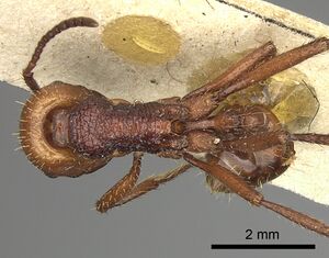 Pogonomyrmex serpens casent0249054 d 1 high.jpg