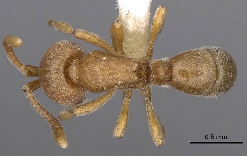 File:Proceratium terroni casent0914223 d 1 high.jpg