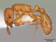 Temnothorax bradleyi casent0104011 profile 1.jpg