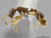 Temnothorax tamriensis P.jpg