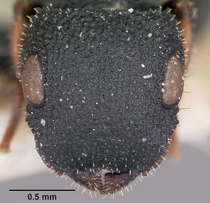 Cataulacus voeltzkowi casent0101243 head 1.jpg