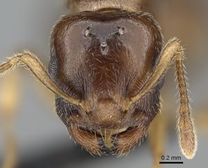 Crematogaster alafara casent0050441 h 1 high.jpg