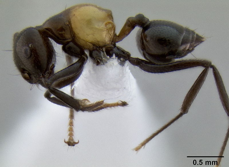 File:Crematogaster inflata casent0193621 p 1 high.jpg