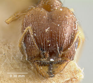 MCZ-ENT00020754 Pheidole moerens-hef.jpg