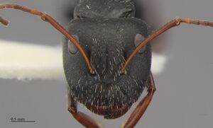 MCZ-ENT00674786 Camponotus mina hef.jpg