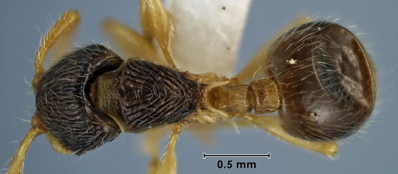 File:Myrmecina silvampla holotype ANIC32-047355 top.jpg