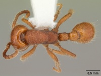 Neivamyrmex carolinensis casent0104130 dorsal 1.jpg