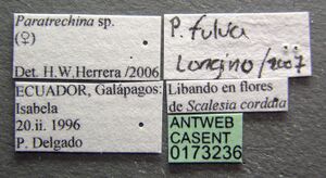 Paratrechina pubens casent0173236 label 1.jpg