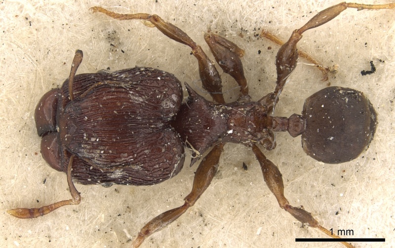 File:Pheidole singularis casent0901402 d 1 high.jpg