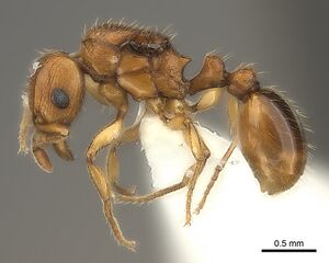 Tetramorium mackae casent0217865 p 1 high.jpg