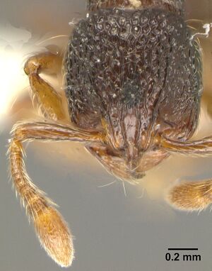 Adelomyrmex myops inbiocri001237377 head 1.jpg