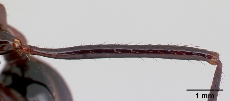 File:Aphaenogaster swammerdami casent0178196 profile 2.jpg