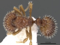 Calyptomyrmex wittmeri casent0900994 d 1 high.jpg