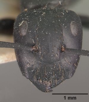 Camponotus arminius casent0102496 head 1.jpg