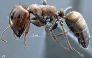 Camponotus concurrens paratype F26.jpg