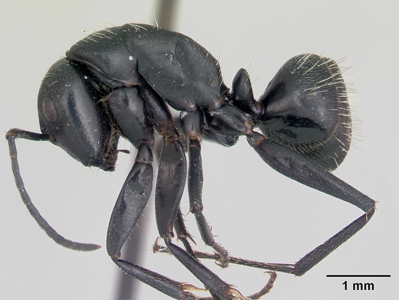 File:Camponotus vagus casent0173860 profile 1.jpg