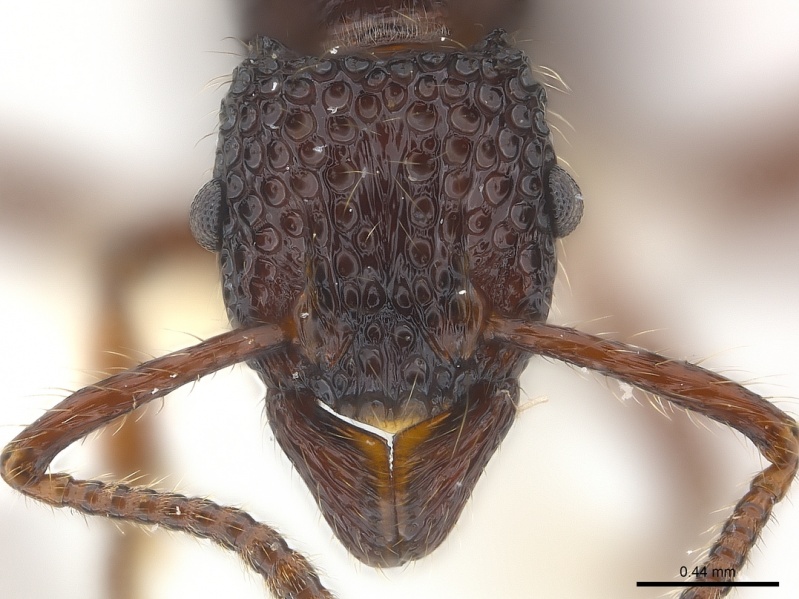 File:Gnamptogenys gabata casent0179970 h 1 high.jpg