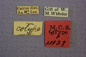 MCZ-21127 Colobostruma leae holotype labels.JPG