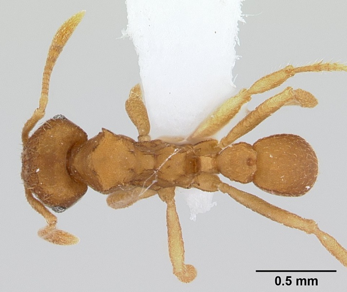 File:Mycocepurus smithii casent0179467 dorsal 1.jpg