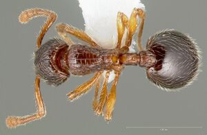 Myrmecina americana casent0005696 dorsal 1.jpg