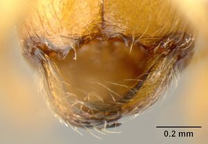 Pheidole amabilis inbiocri002279941 head 2.jpg