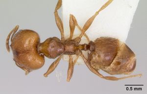 Pheidole pinealis casent0103479 dorsal 1.jpg