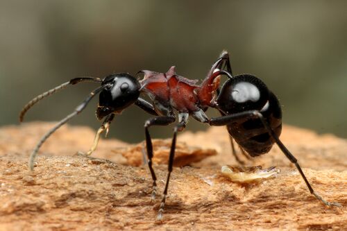 Polyrhachis lamellidens worker with mite, Taku Shimada (1).jpg