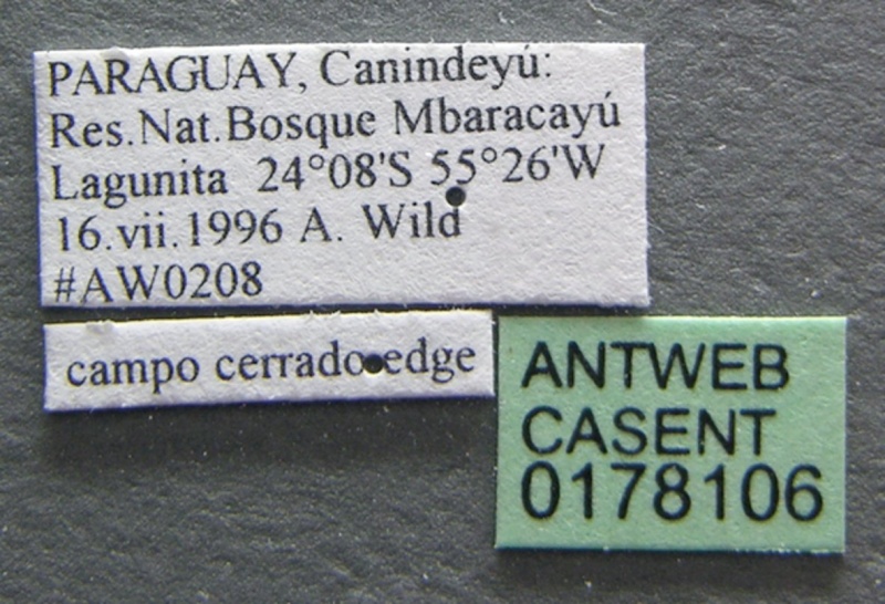 File:Trachymyrmex holmgreni casent0178106 label 1.jpg