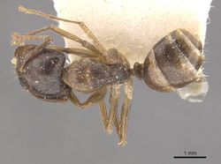 Camponotus simus manidis casent0910560 d 1 high.jpg
