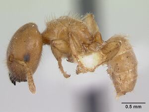 Cladomyrma crypteroniae casent0173917 profile 1.jpg