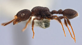 Dilobocondyla oswini antweb1008116 p 1 high.jpg