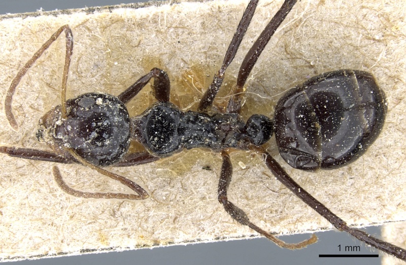 File:Dolichoderus monoceros casent0905010 d 1 high.jpg