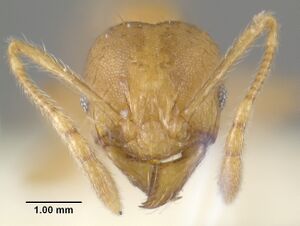 MCZ-ENT00300141 Pheidole aana hef.jpg