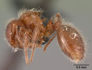 Meranoplus radamae casent0102066 profile 1.jpg