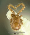 Phoretic mite