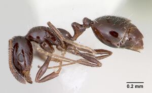 Monomorium ergatogyna casent0105771 profile 1.jpg