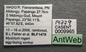 Mystrium rogeri casent0009965 label 1.jpg