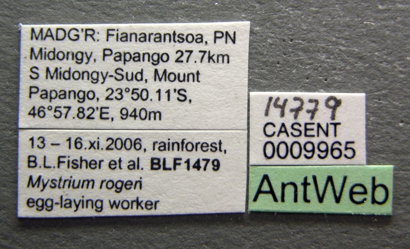 File:Mystrium rogeri casent0009965 label 1.jpg