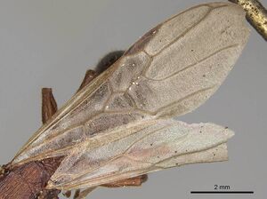 Paratopula longispina casent0914166 p 2 high.jpg