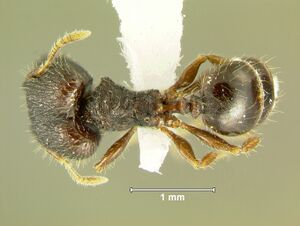 Pheidole-tjibodanaD4.jpg