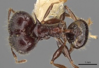 Pheidole barumtaun casent0901317 d 1 high.jpg