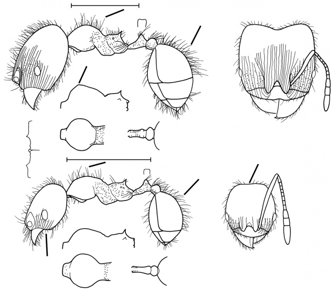 File:Pheidole lustrata Wilson 2003.jpg