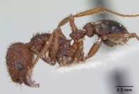 Pogonomyrmex angustus casent0103524 profile 1.jpg